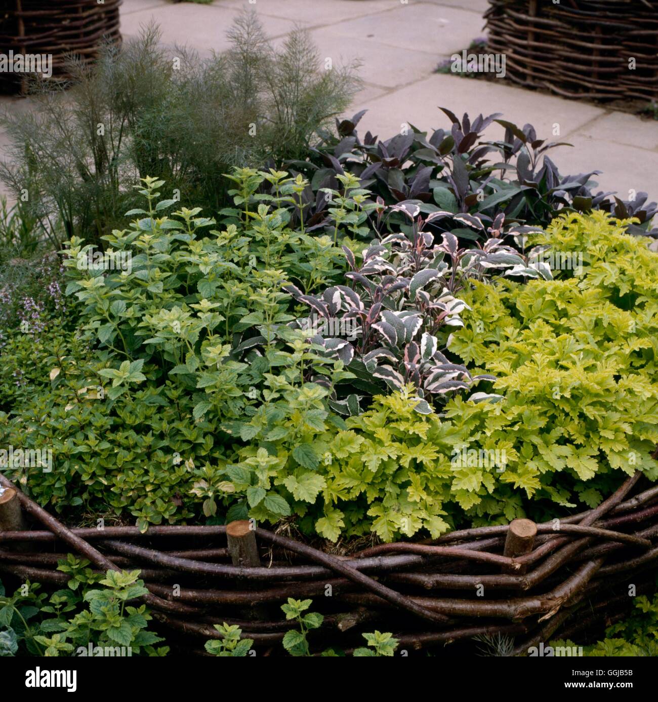 Herb Garden - created in a `basket'   HEG067530 Stock Photo
